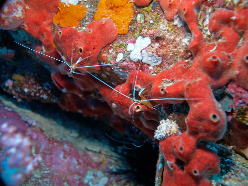 Shrimp, Hin Daeng